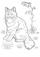 disegni/gatti/gatti_cats_ 19.jpg
